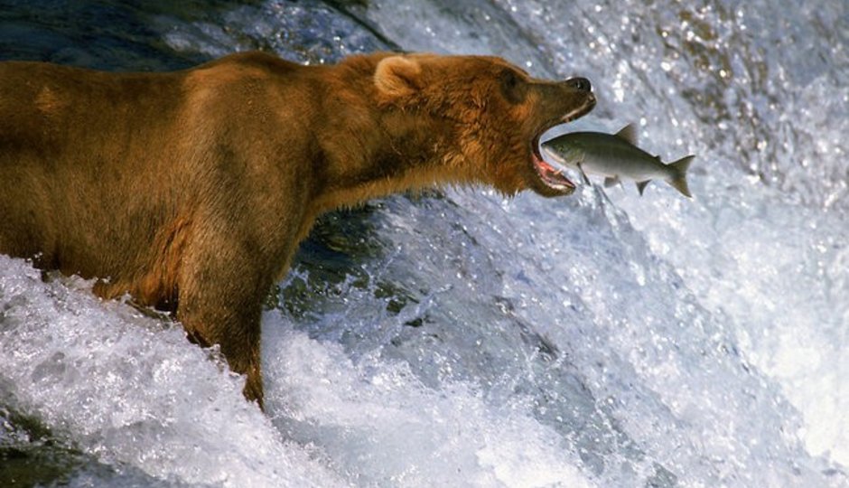 Die Bären Alaskas